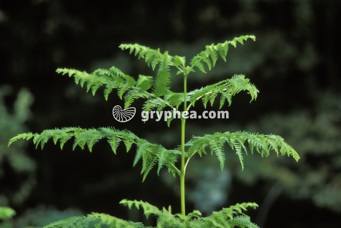 Pteridium aquilinum - gryphea.org